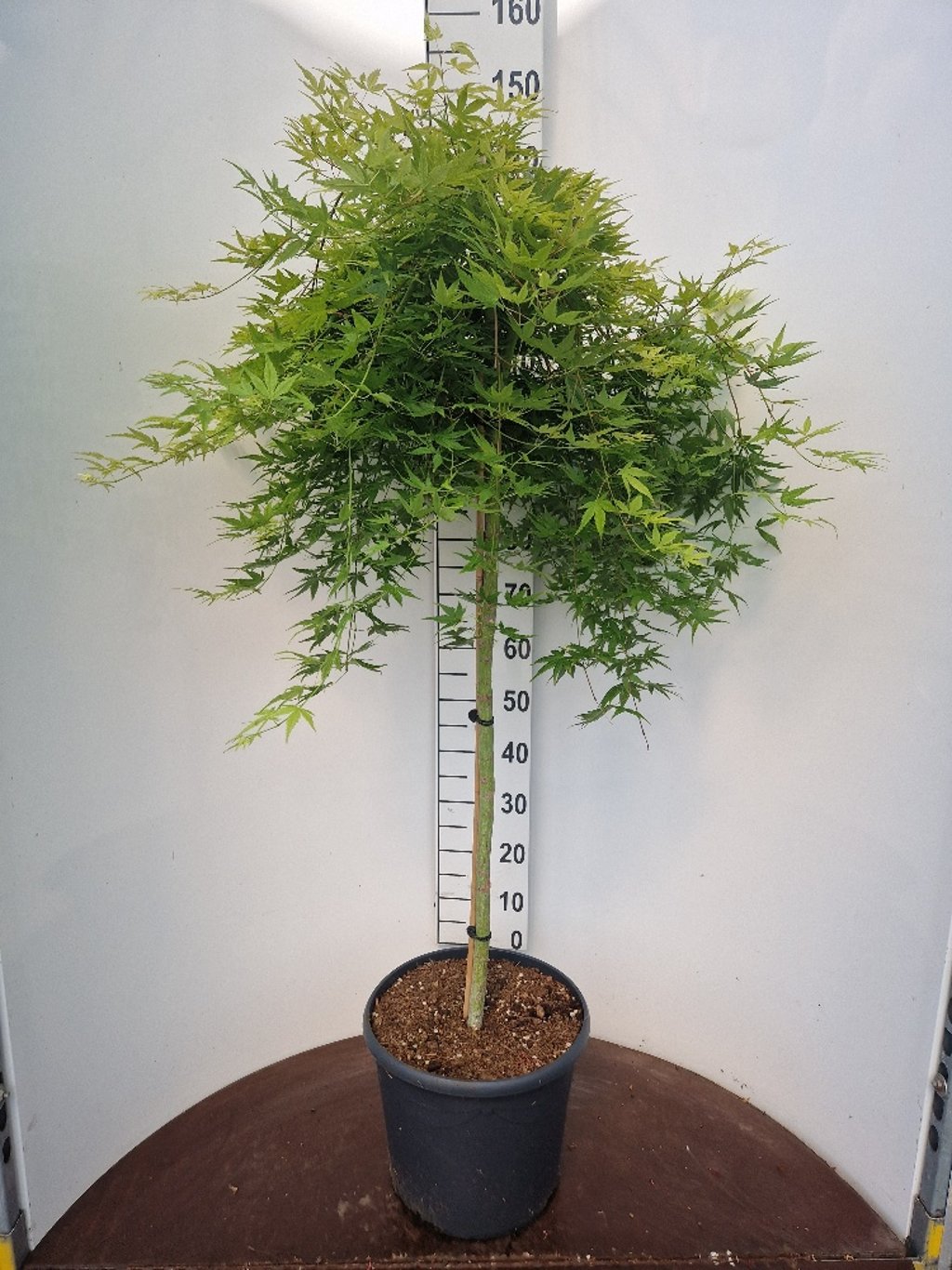 Acer pal. 'Ryusen' - 90 CM Stem C20